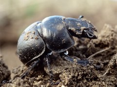 Lethrus apterus
