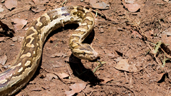 Python natalensis