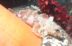 Hemilepidotus hemilepidotus