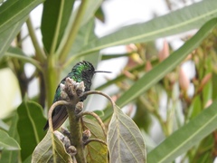 Chlorostilbon melanorhynchus