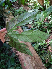 Philodendron tripartitum
