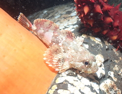 Hemilepidotus hemilepidotus