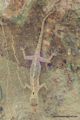 Cnemaspis littoralis