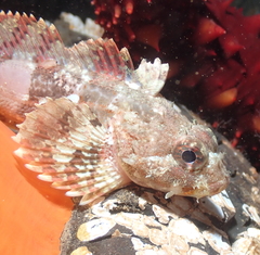 Hemilepidotus hemilepidotus