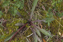Taraxacum leucanthum