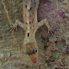 Cnemaspis littoralis