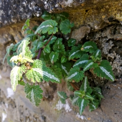Lamium bifidum