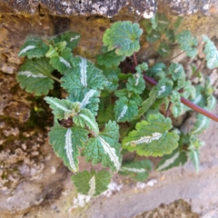 Lamium bifidum