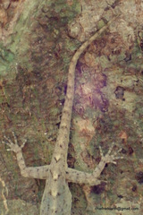 Cnemaspis littoralis