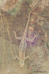 Cnemaspis littoralis