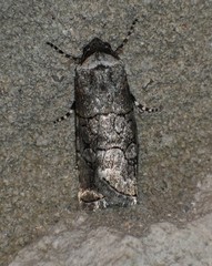 Sympistis sectiloides