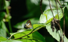 Horaga onyx