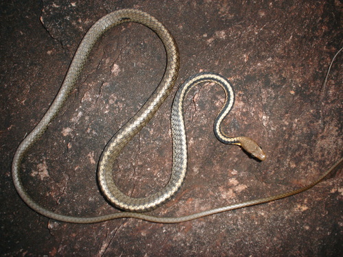 Southeast Brazilian Sipo