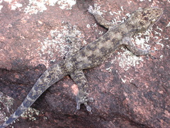 Phyllopezus pollicaris