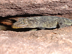 Phyllopezus pollicaris