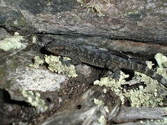 Phyllopezus pollicaris