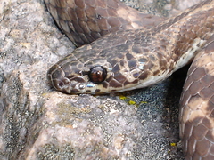 Siphlophis longicaudatus