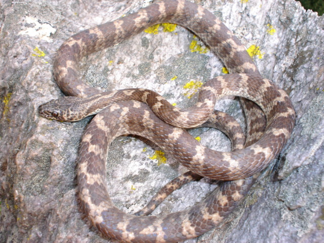 Brazilian Spotted Night Snake