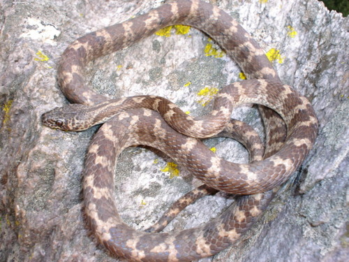 Photo of a Brazilian Spotted Night Snake (Siphlophis longicaudatus)