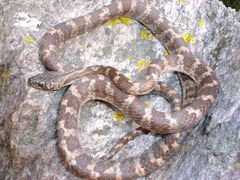 Siphlophis longicaudatus