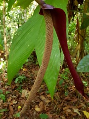 Anthurium clavigerum