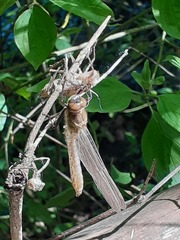 Libellula fulva