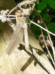 Libellula fulva