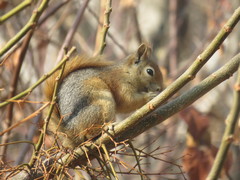 Sciurus anomalus