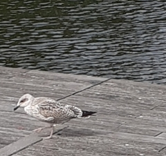 Larus argentatus
