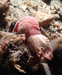 Spirontocaris prionota