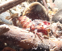 Spirontocaris prionota