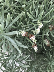 Tournefortia gnaphalodes