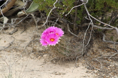 Thelocactus bicolor bicolor