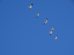 Anser caerulescens caerulescens