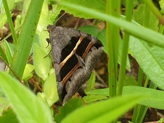 Grammodes
