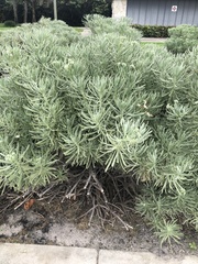 Tournefortia gnaphalodes