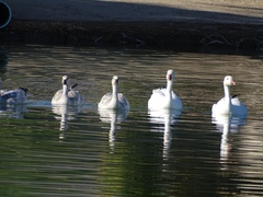 Anser caerulescens caerulescens