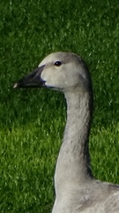 Anser caerulescens caerulescens