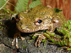 Scinax longilineus