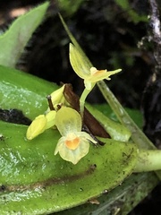 Pleurothallis dibolia