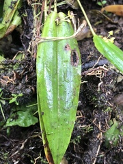 Pleurothallis dibolia