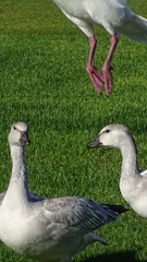 Anser caerulescens caerulescens