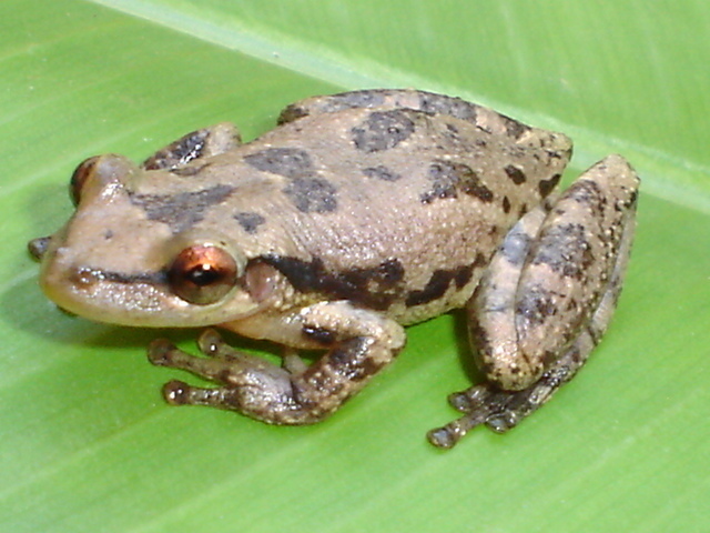 Coastal Lowland Snouted Treefrog