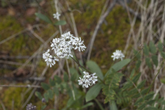 Gypsophila cephalotes