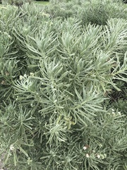 Tournefortia gnaphalodes