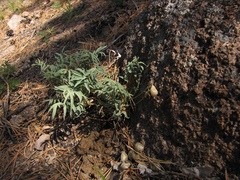 Astragalus chorinensis