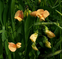 Lathyrus hierosolymitanus