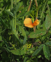 Lathyrus gorgonei