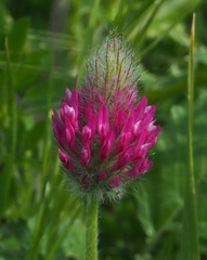 Trifolium purpureum