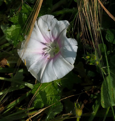 Convolvulus betonicifolius
